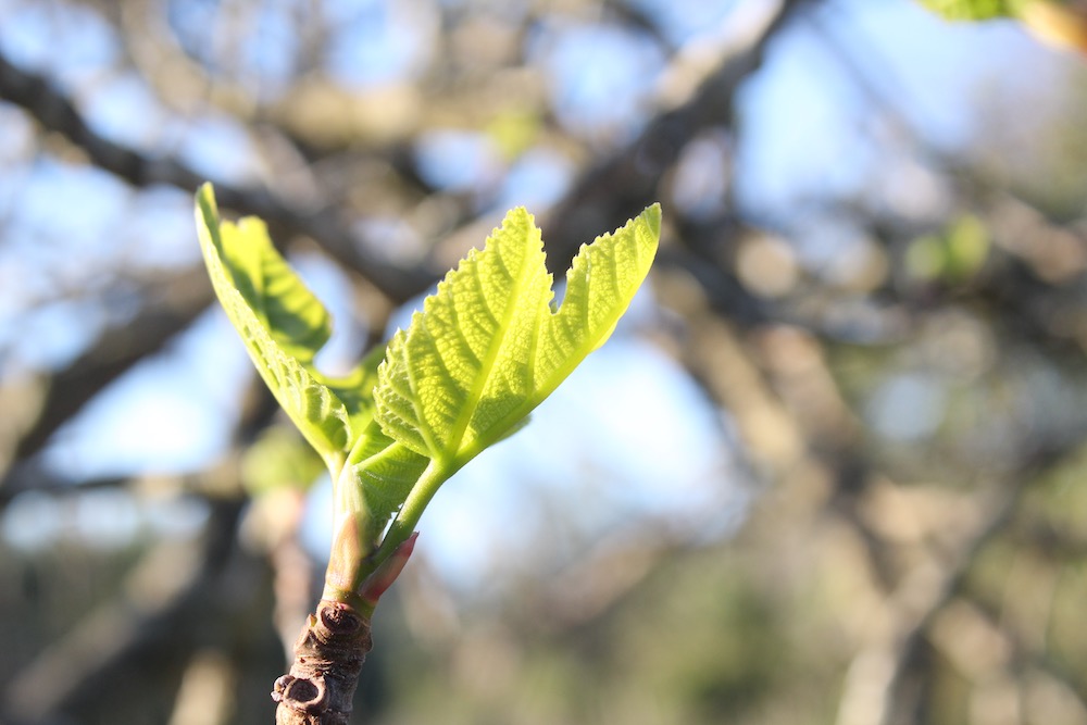 spring-bud on a fig tree