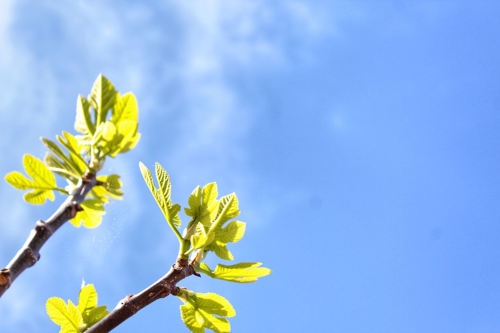 spring buds on a fig tree