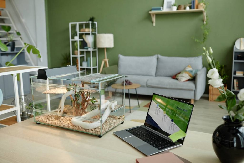 Workplace of freelancer or entrepreneur with laptop and white rat snake in transparent glass terrarium standing on desk in living room